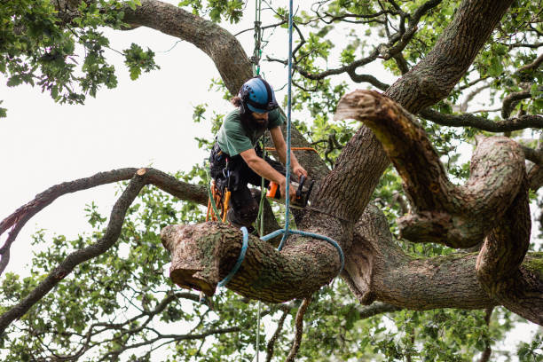 Trusted Benson, NC Tree Services Experts